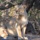 Three Asiatic lions resting together under trees in a dry forest landscape