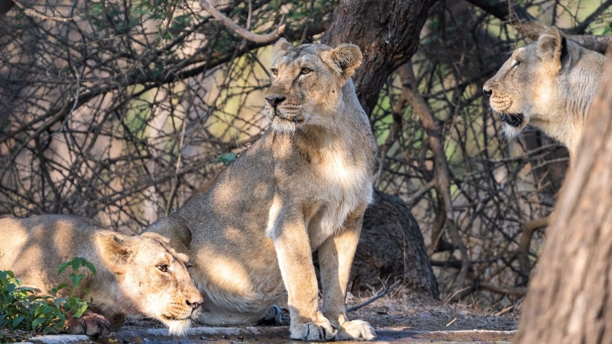 Three Asiatic lions resting together under trees in a dry forest landscape
