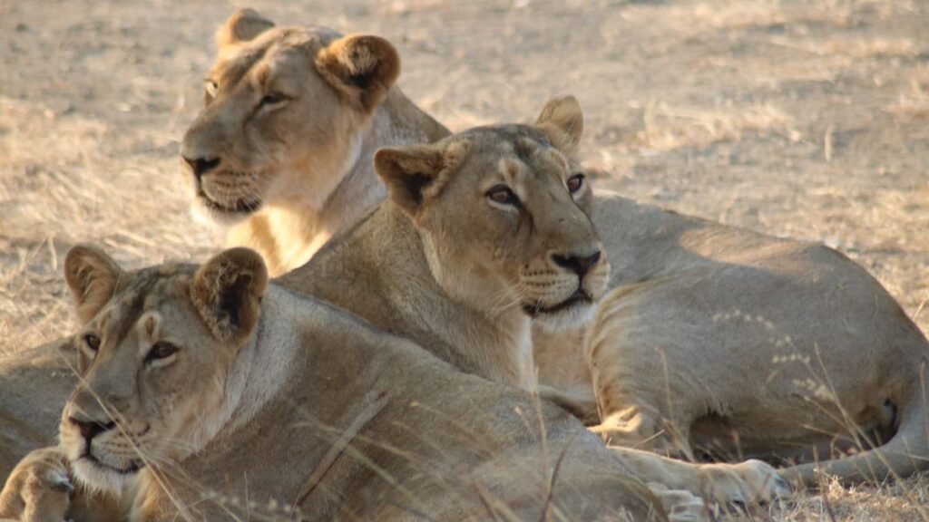 Asiatic Lions See Remarkable 70% Rise in a Decade 43 Asiatic lions in India