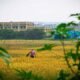 Climate-resilient agriculture