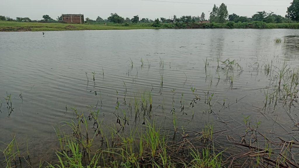 Photo9 Pond full after monsoon