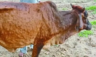 Cattle infected with Lumpy Skin Disease in Rajasthan