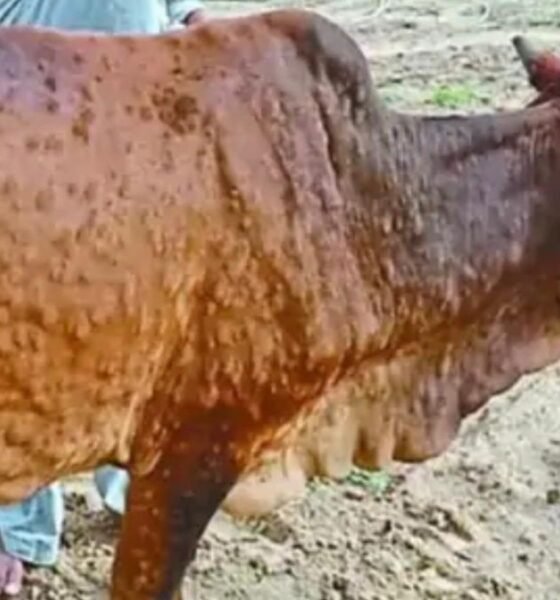 Cattle infected with Lumpy Skin Disease in Rajasthan