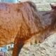 Cattle infected with Lumpy Skin Disease in Rajasthan