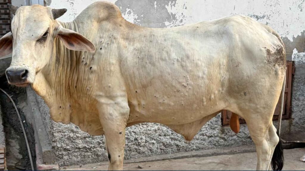 Lumpy Skin Disease Returns to Rajasthan, Fear Spreads Among Livestock Owners Again 42 Cattle infected with Lumpy Skin Disease in Rajasthan