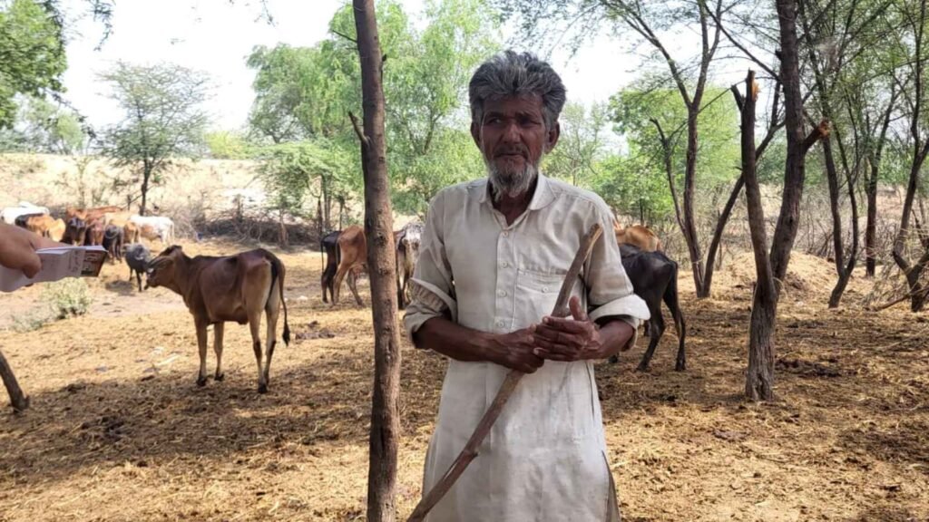 Lumpy Skin Disease Returns to Rajasthan, Fear Spreads Among Livestock Owners Again 43 Cattle infected with Lumpy Skin Disease in Rajasthan