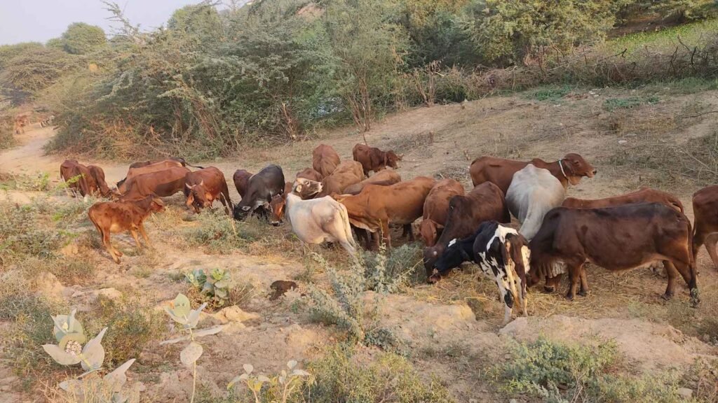 Lumpy Skin Disease Returns to Rajasthan, Fear Spreads Among Livestock Owners Again 44 Threat of Lumpy Skin Disease in Hanumangarh district. Photo: Amarpal Singh Verma