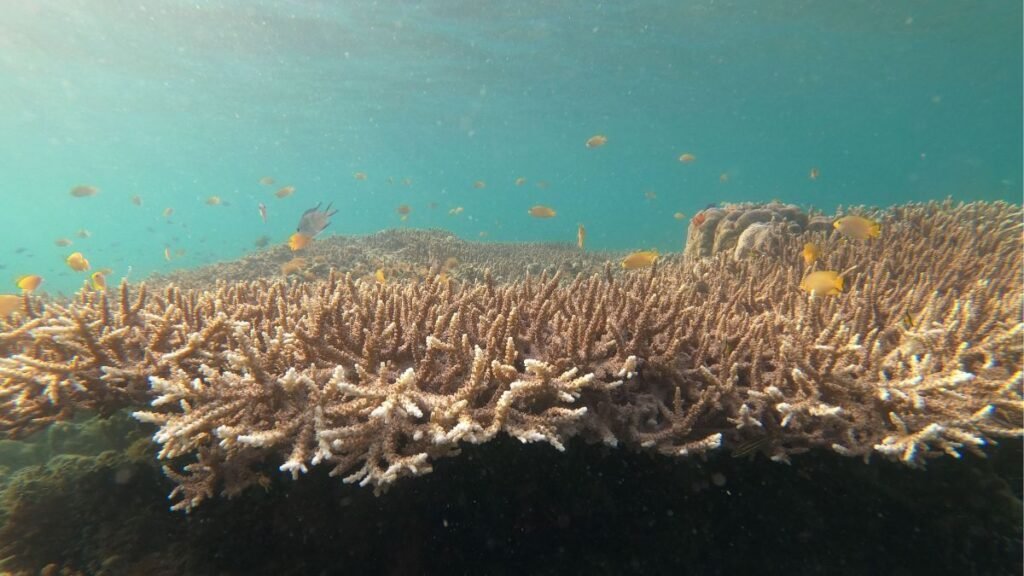 Ocean warming causing coral bleaching across a shallow coral reef