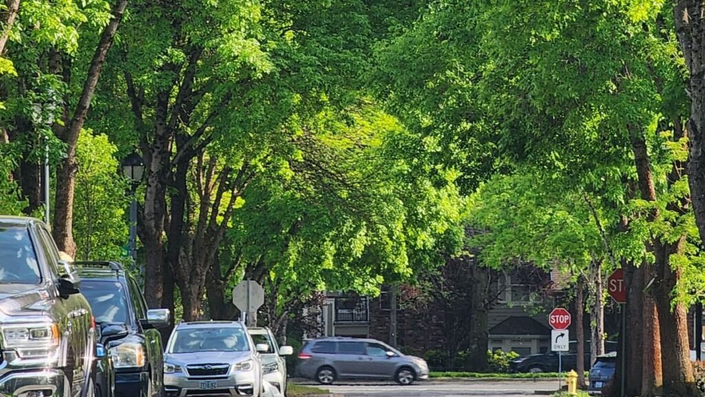 Climate adaptation: Tree-lined residential street providing extensive shade, illustrating the role of urban greenery in reducing heat exposure in cities.