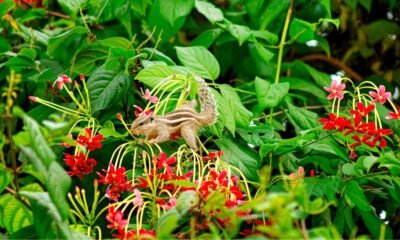 Squirrel among flowering plants, illustrating local biodiversity documented in a People’s Biodiversity Register