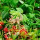 Squirrel among flowering plants, illustrating local biodiversity documented in a People’s Biodiversity Register