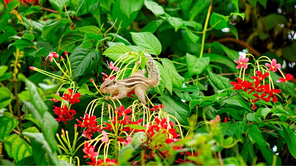 Squirrel among flowering plants, illustrating local biodiversity documented in a People’s Biodiversity Register