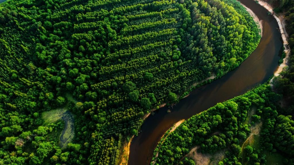 Aerial view of dense green forest surrounding a winding river in the Western Ghats