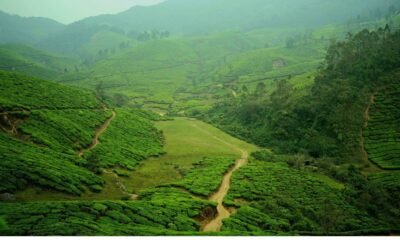 Green tea plantations covering the rolling hills of the Western Ghats, with a narrow path winding through the landscape