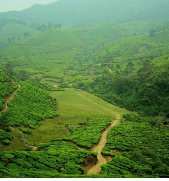 Green tea plantations covering the rolling hills of the Western Ghats, with a narrow path winding through the landscape