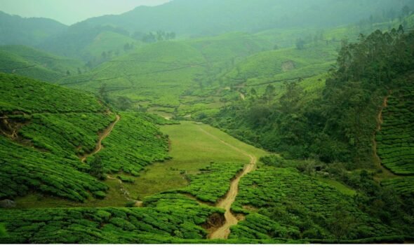 Green tea plantations covering the rolling hills of the Western Ghats, with a narrow path winding through the landscape