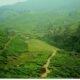 Green tea plantations covering the rolling hills of the Western Ghats, with a narrow path winding through the landscape