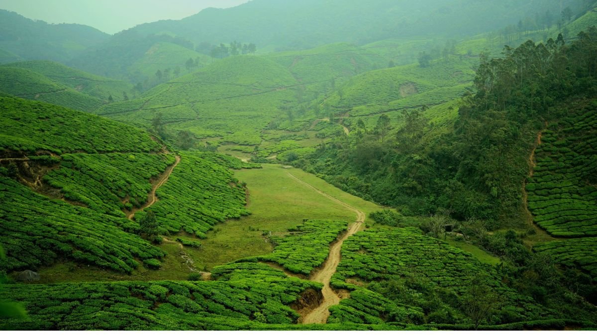 Green tea plantations covering the rolling hills of the Western Ghats, with a narrow path winding through the landscape