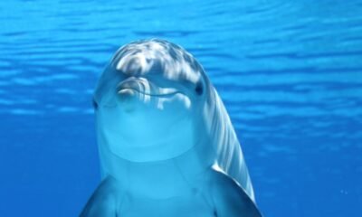 Bottlenose dolphin illustrating dolphin cognition and communication