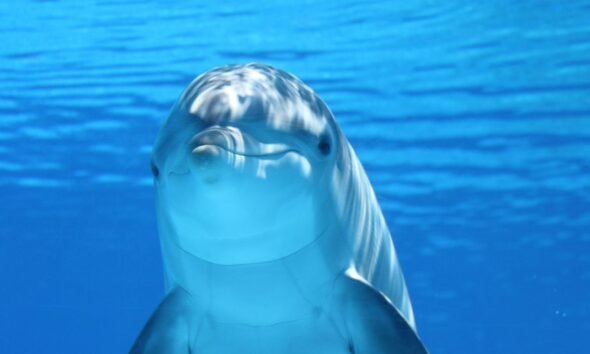 Bottlenose dolphin illustrating dolphin cognition and communication