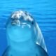 Bottlenose dolphin illustrating dolphin cognition and communication