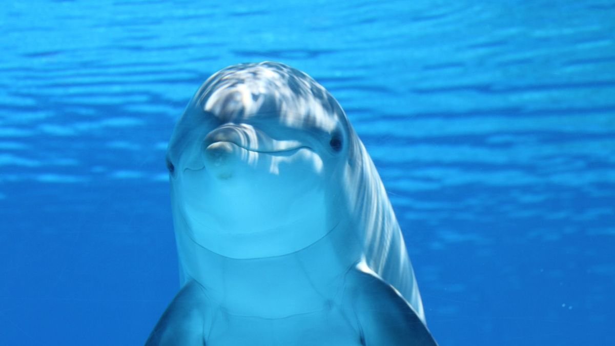 Bottlenose dolphin illustrating dolphin cognition and communication