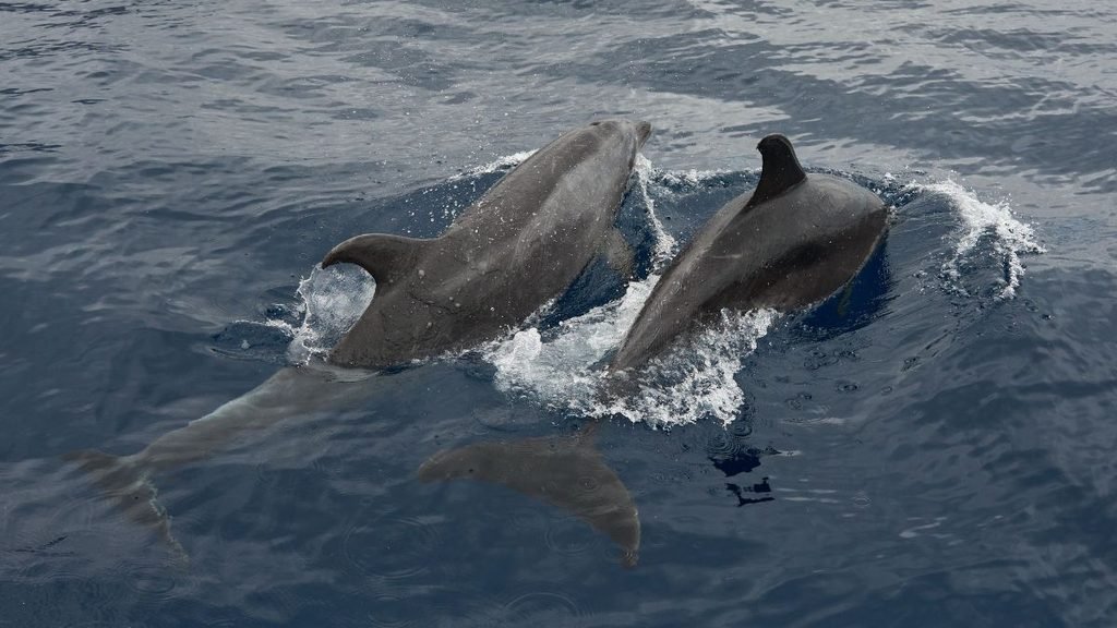 Two Ganges river dolphins swimming together in a river