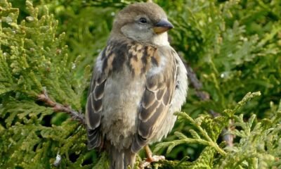 House sparrow perched on a green conifer branch