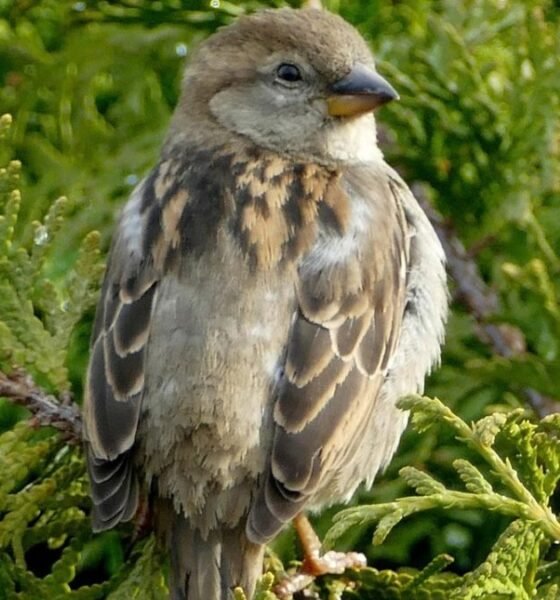 House sparrow perched on a green conifer branch