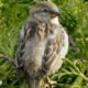 House sparrow perched on a green conifer branch