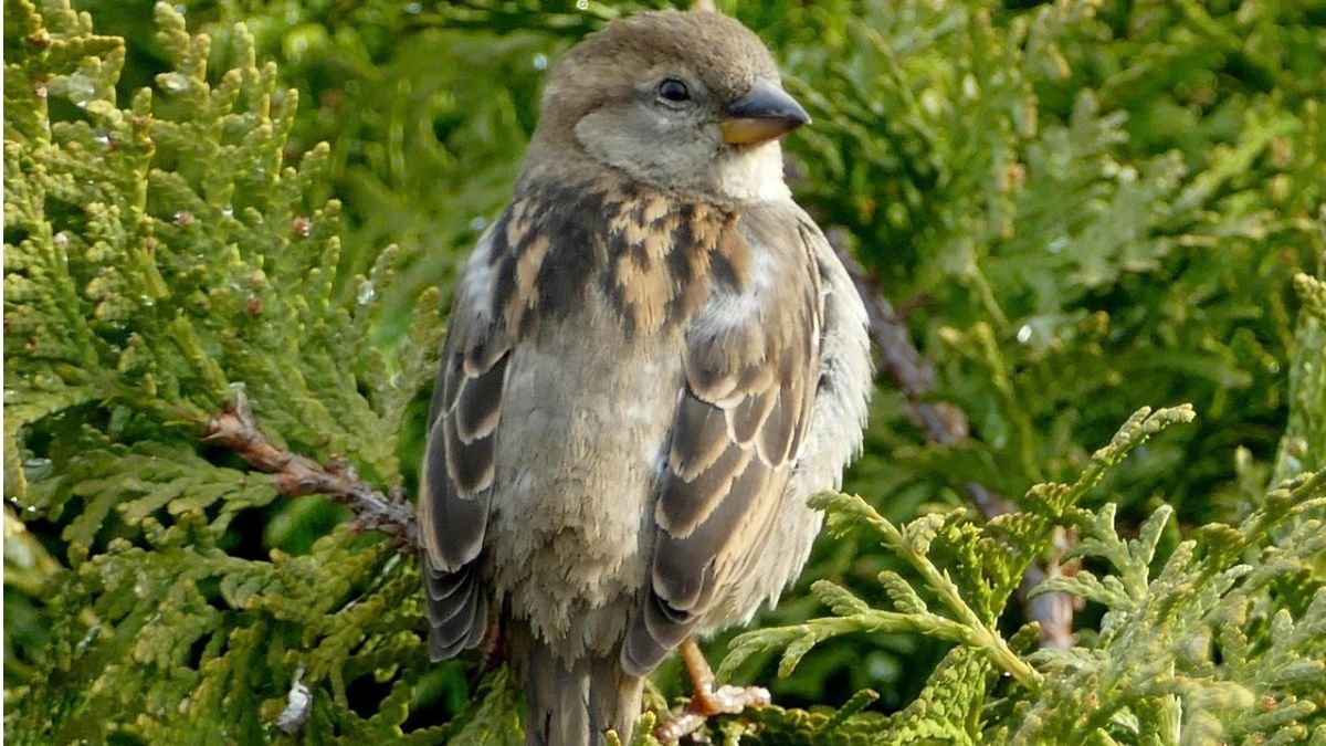 House sparrow perched on a green conifer branch