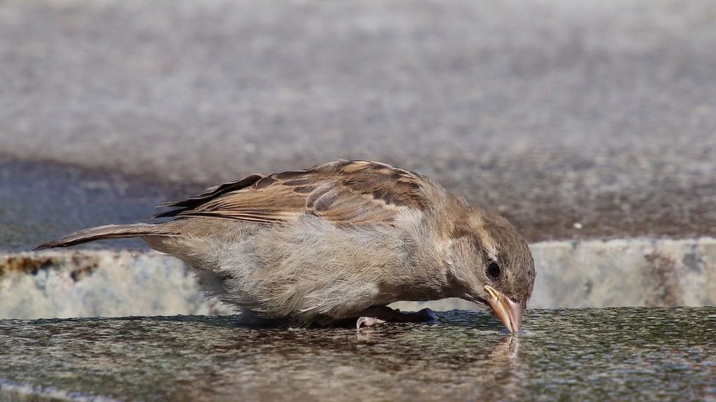 House sparrow drinking water from a shallow surface in an urban setting