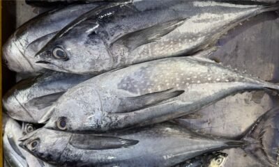 Fresh tuna displayed at a fish market, relevant to concerns over parasites in tuna