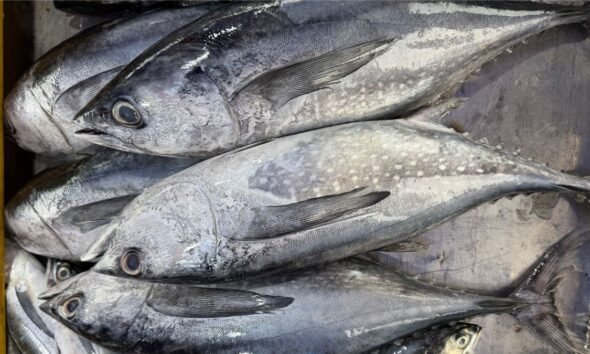 Fresh tuna displayed at a fish market, relevant to concerns over parasites in tuna