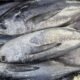 Fresh tuna displayed at a fish market, relevant to concerns over parasites in tuna