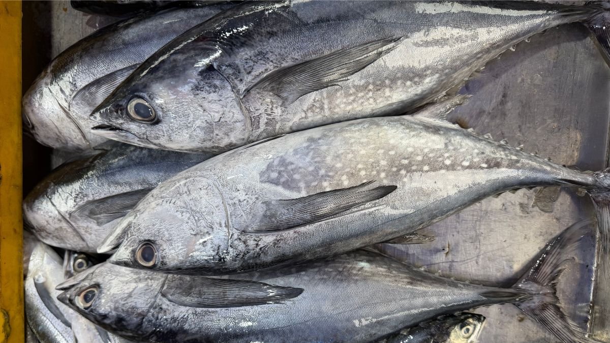 Fresh tuna displayed at a fish market, relevant to concerns over parasites in tuna