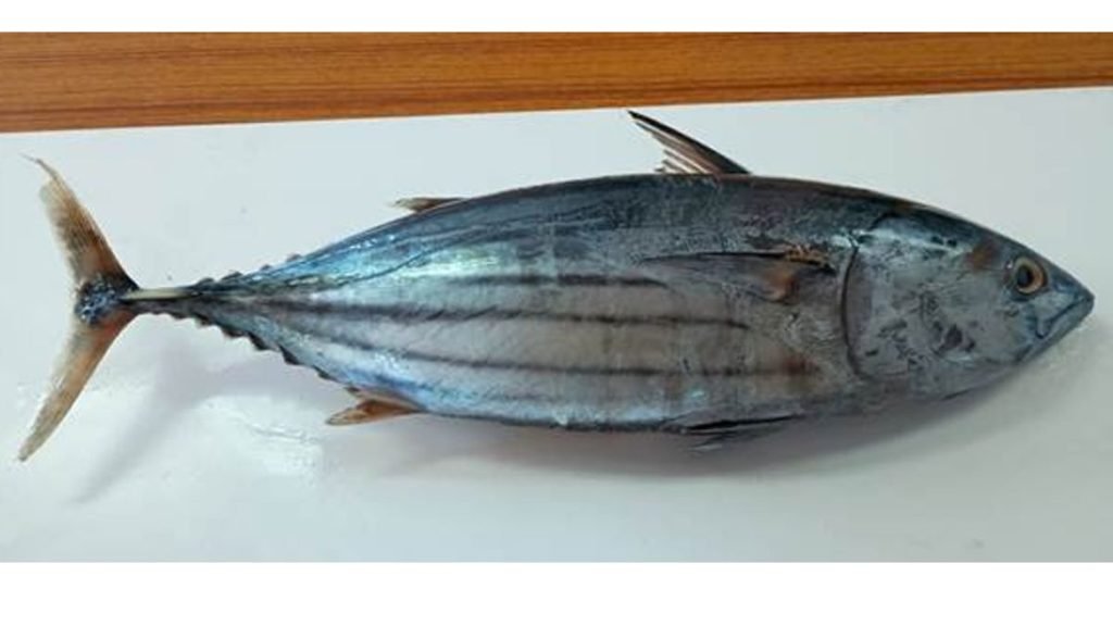 Skipjack tuna displayed on a white surface