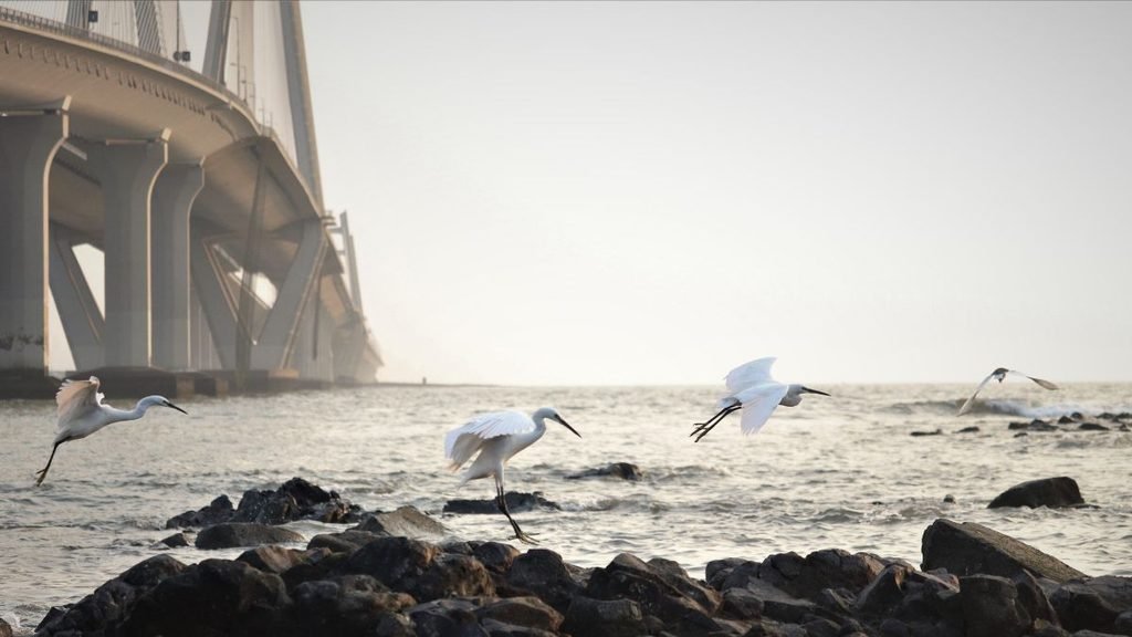 White wading birds flying over rocky coastal waters indicating rising sea-level beside a large bridge.