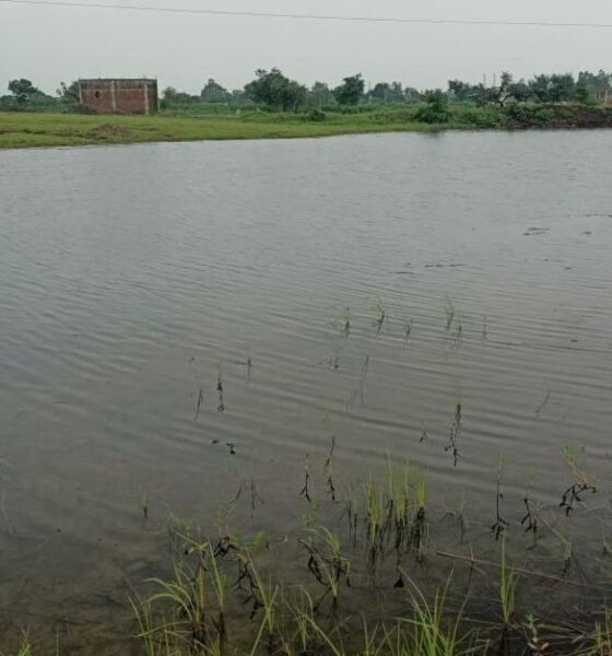 Kesarpura pond restoration