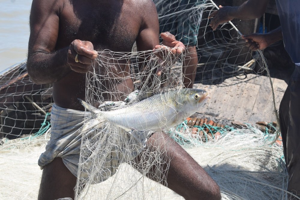 a small number of Hilsa get caught in their nets