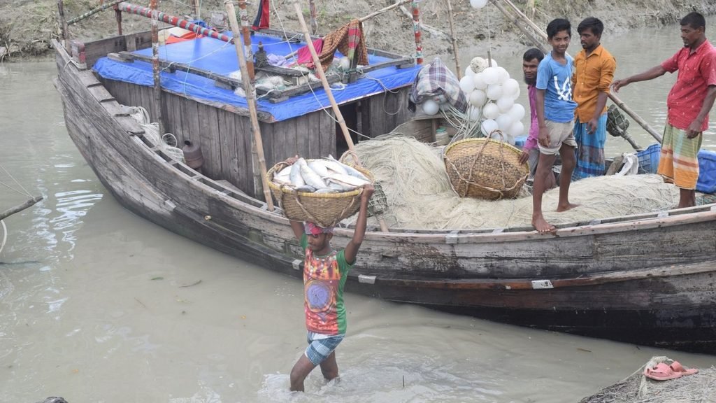 Bangladesh Hilsa Catch Is Falling After Two Decades of Growth