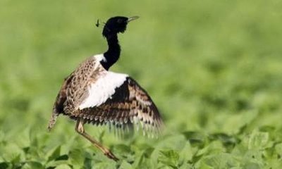 Male florican bird displaying its wings in a green grassland habitat.