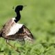 Male florican bird displaying its wings in a green grassland habitat.
