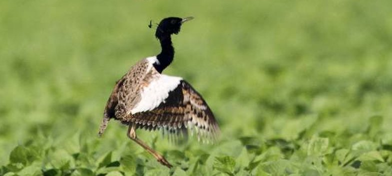 Male florican bird displaying its wings in a green grassland habitat.