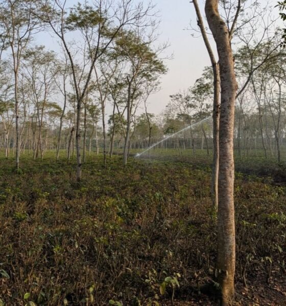 Trees and undergrowth in a forest plantation with sprinklers watering the vegetation.