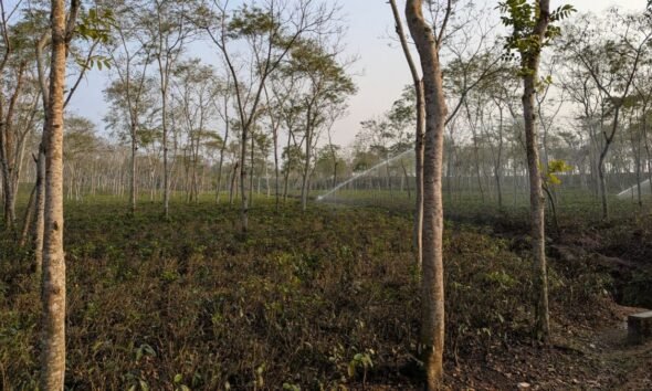 Trees and undergrowth in a forest plantation with sprinklers watering the vegetation.