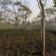 Trees and undergrowth in a forest plantation with sprinklers watering the vegetation.