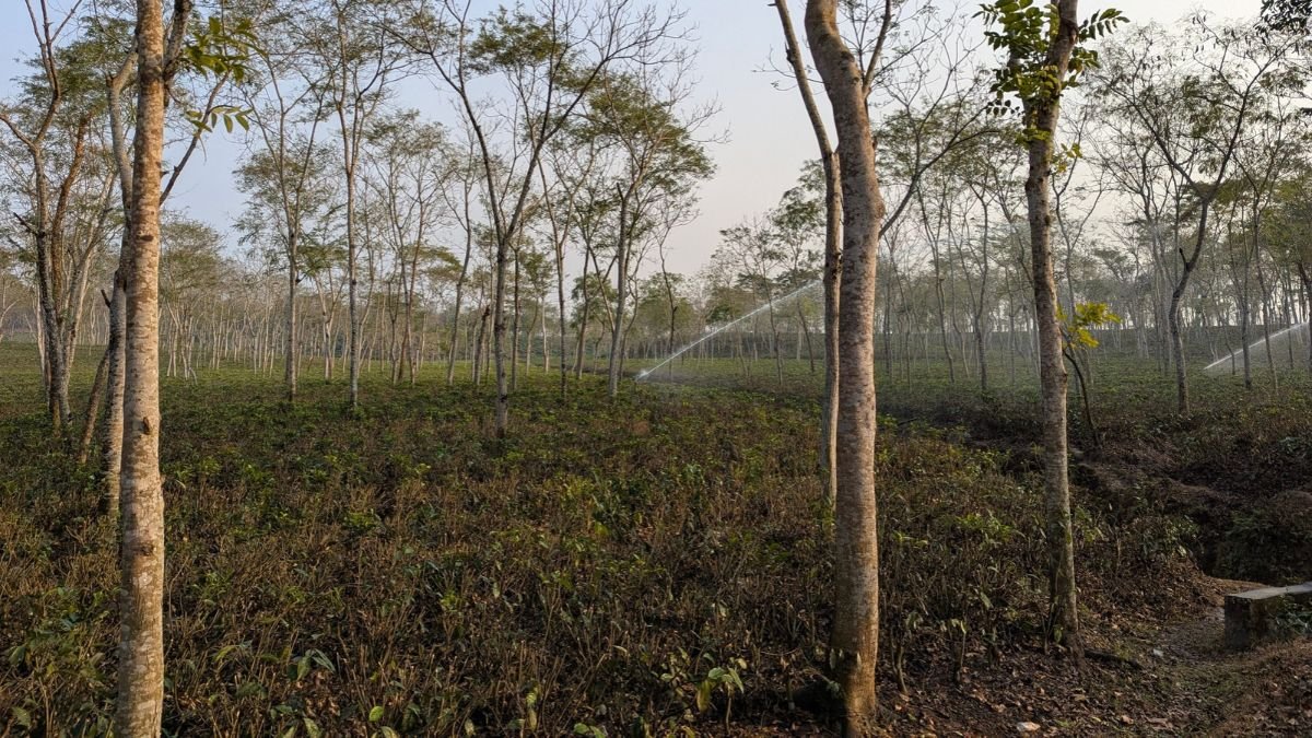 Trees and undergrowth in a forest plantation with sprinklers watering the vegetation.