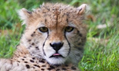 A cheetah at Kuno National Park, where India's Project Cheetah reintroduction programme is being implemented.