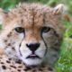 A cheetah at Kuno National Park, where India's Project Cheetah reintroduction programme is being implemented.